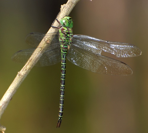 Male
2008_04_11_FL